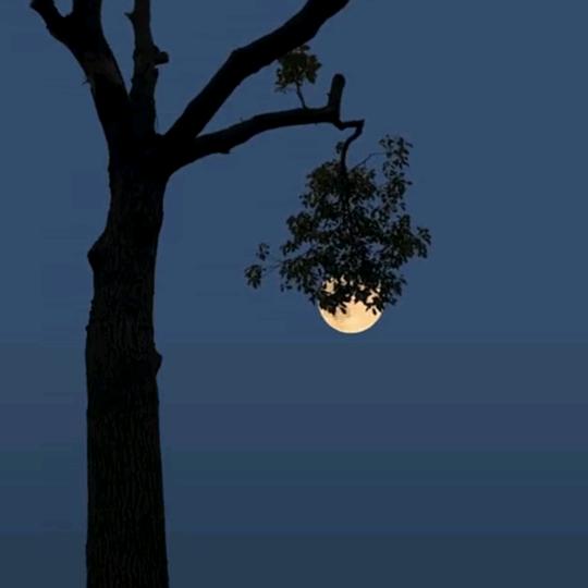 双夕吖