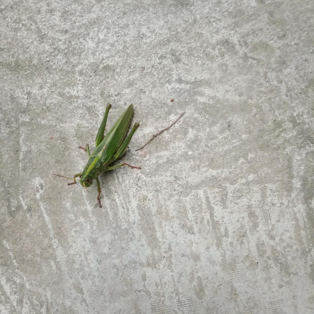 小蚂蚱