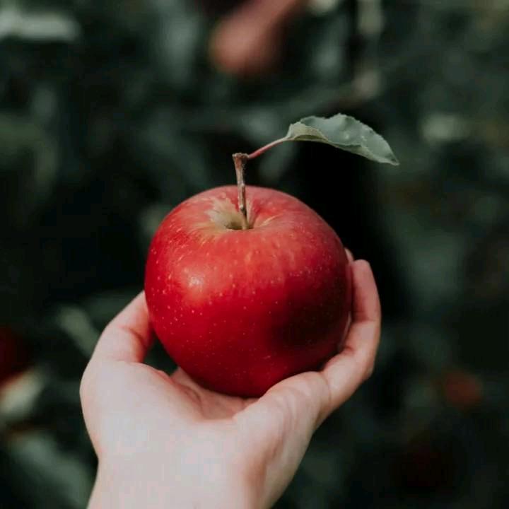 三宝吉祥
