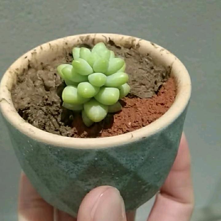 南宫伊星