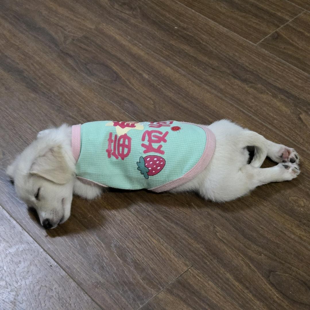 田园犬雪糕🍦