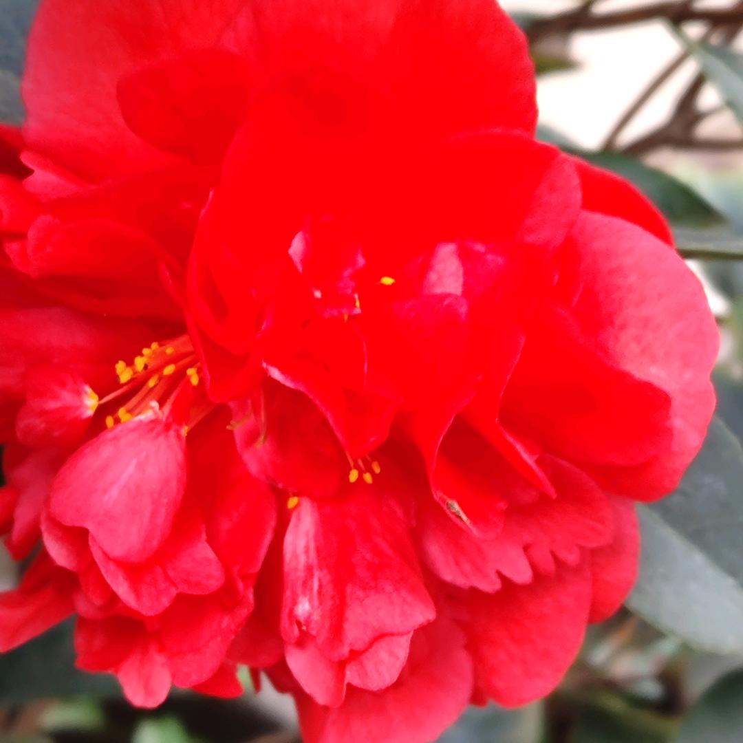 芬