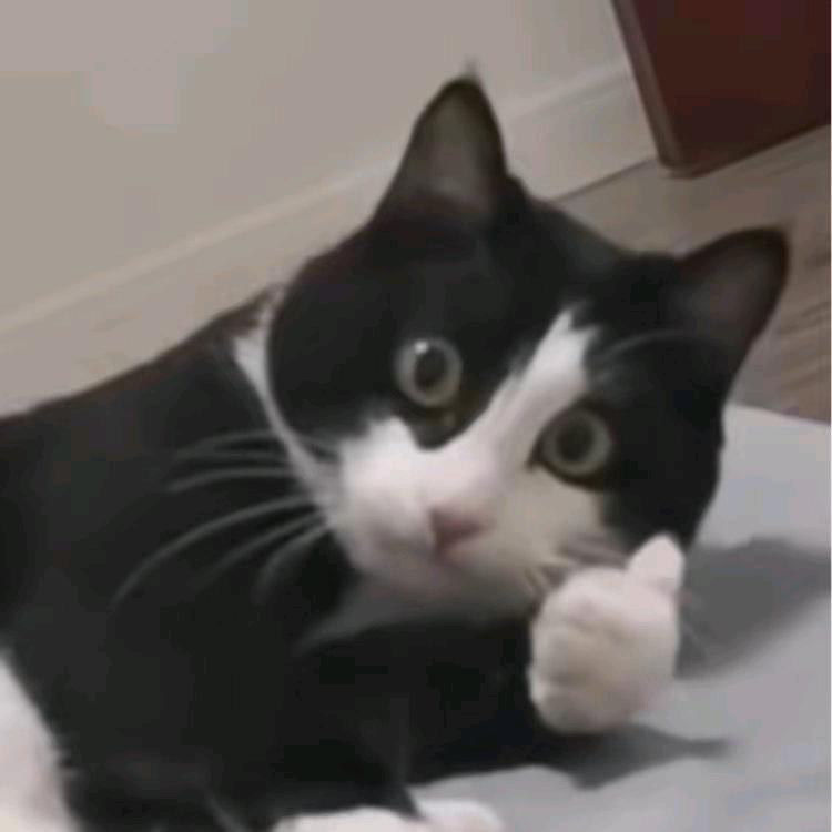 猫表呱