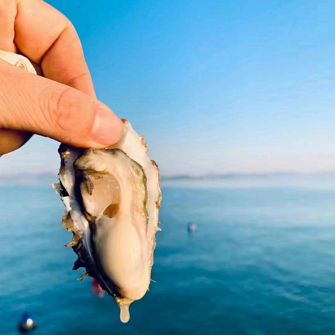 乳山精品生蚝（大尧蚝业）