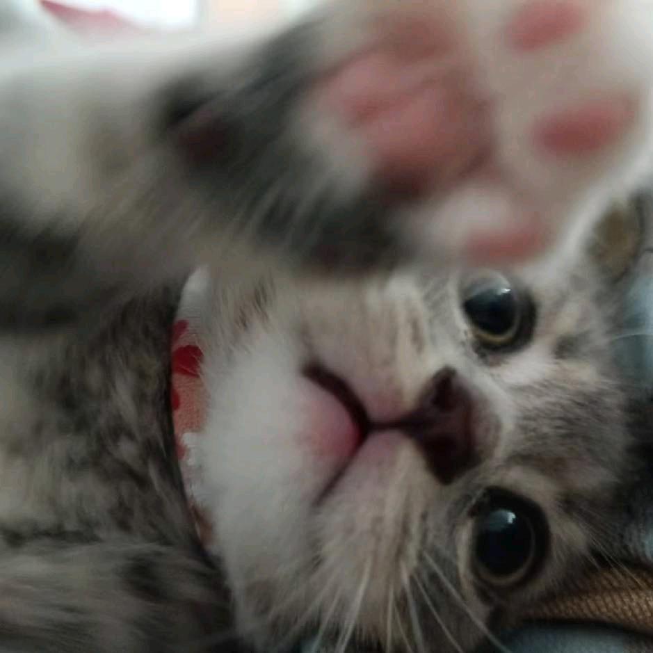 老寒腿《三角洲》