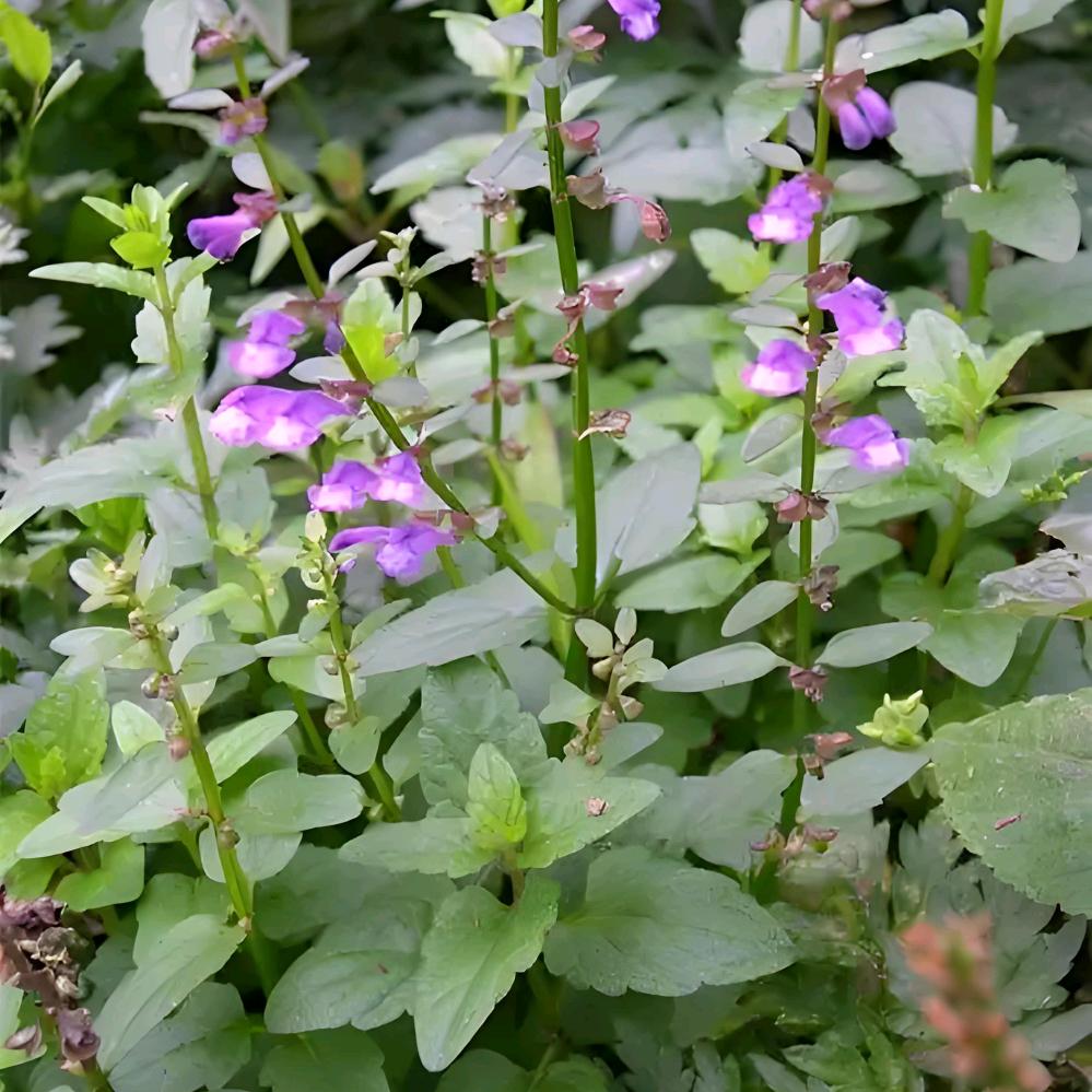 明烨药业