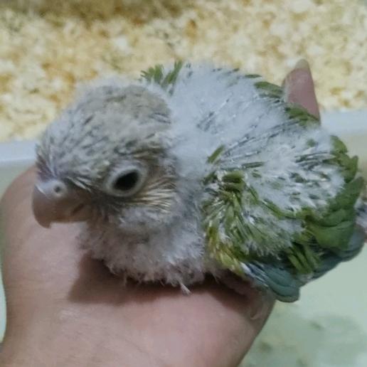 淋雨的太阳