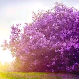 思芬