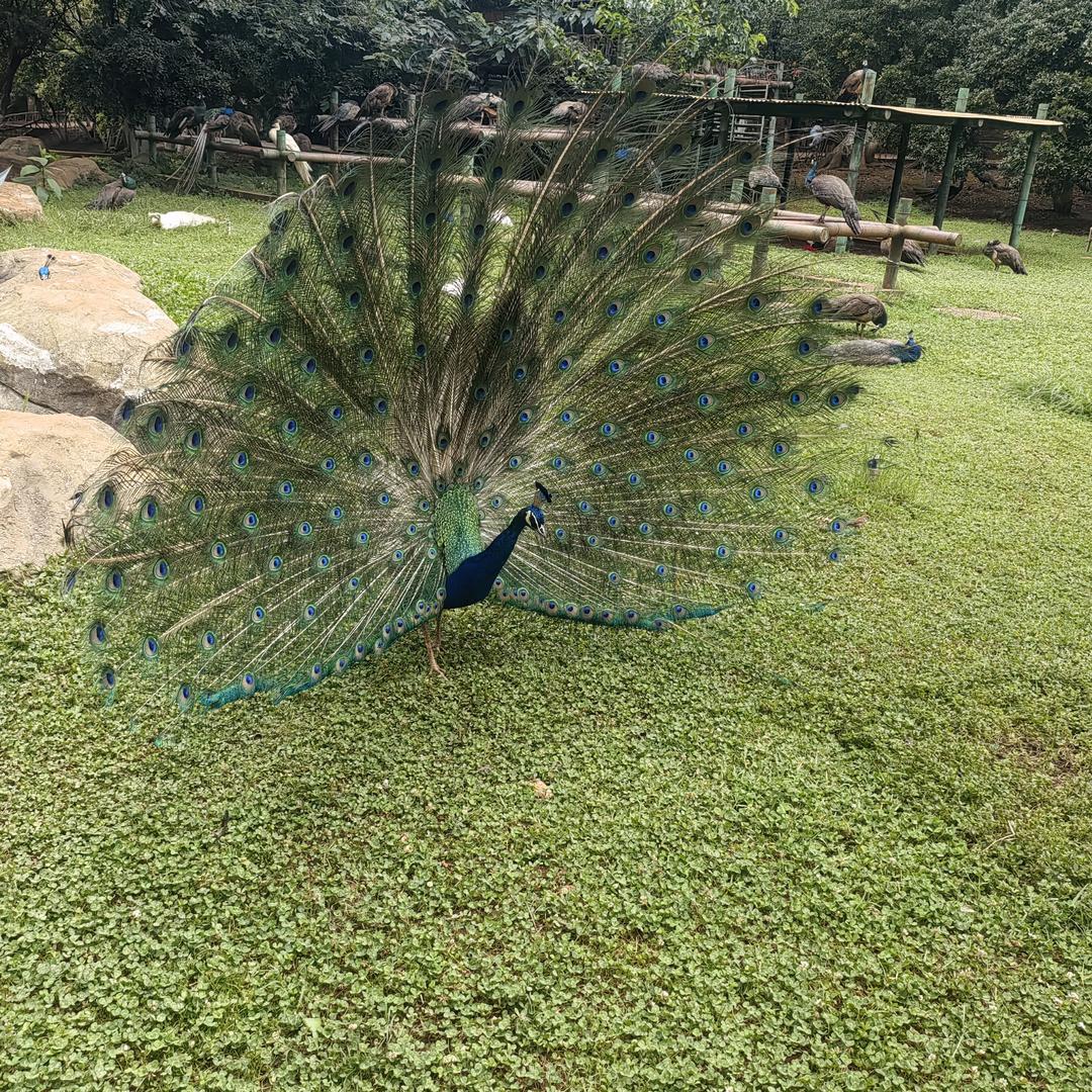 农村