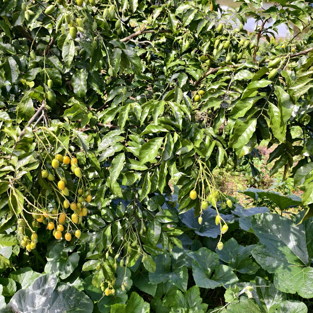 小芳