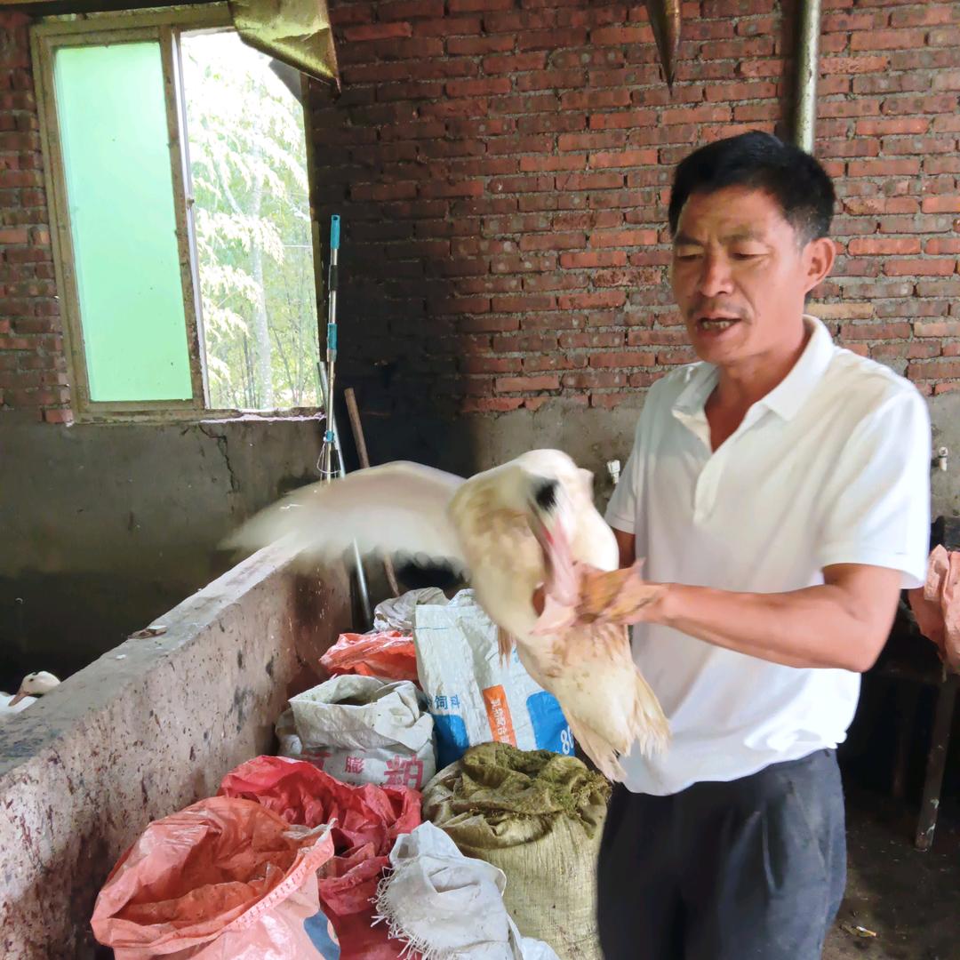冬茅鸭民间介绍