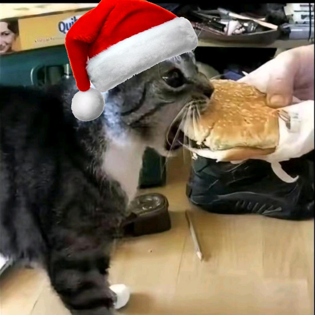 喵喵喵试图在岩浆中游泳🔥🌲