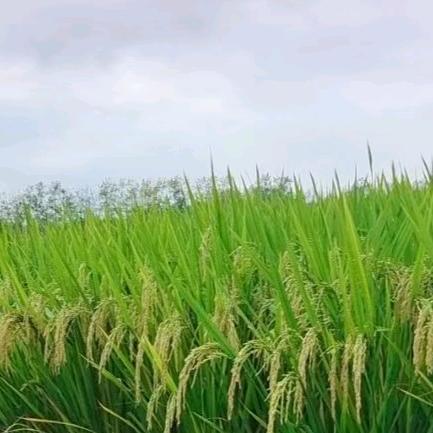 河南爱邦农业厂家店