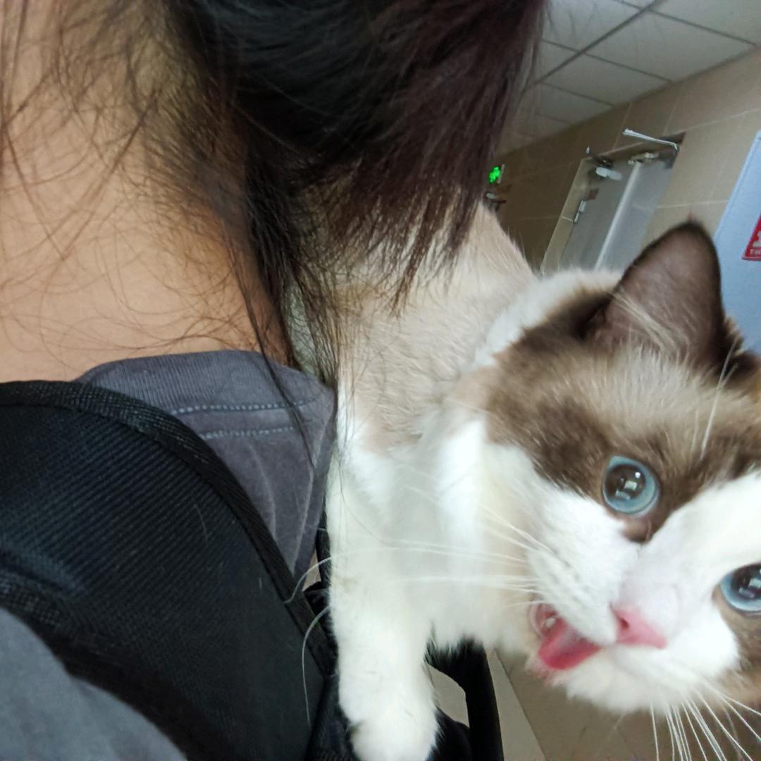 秃头小宝贝