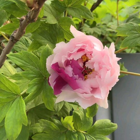 蔷薇花