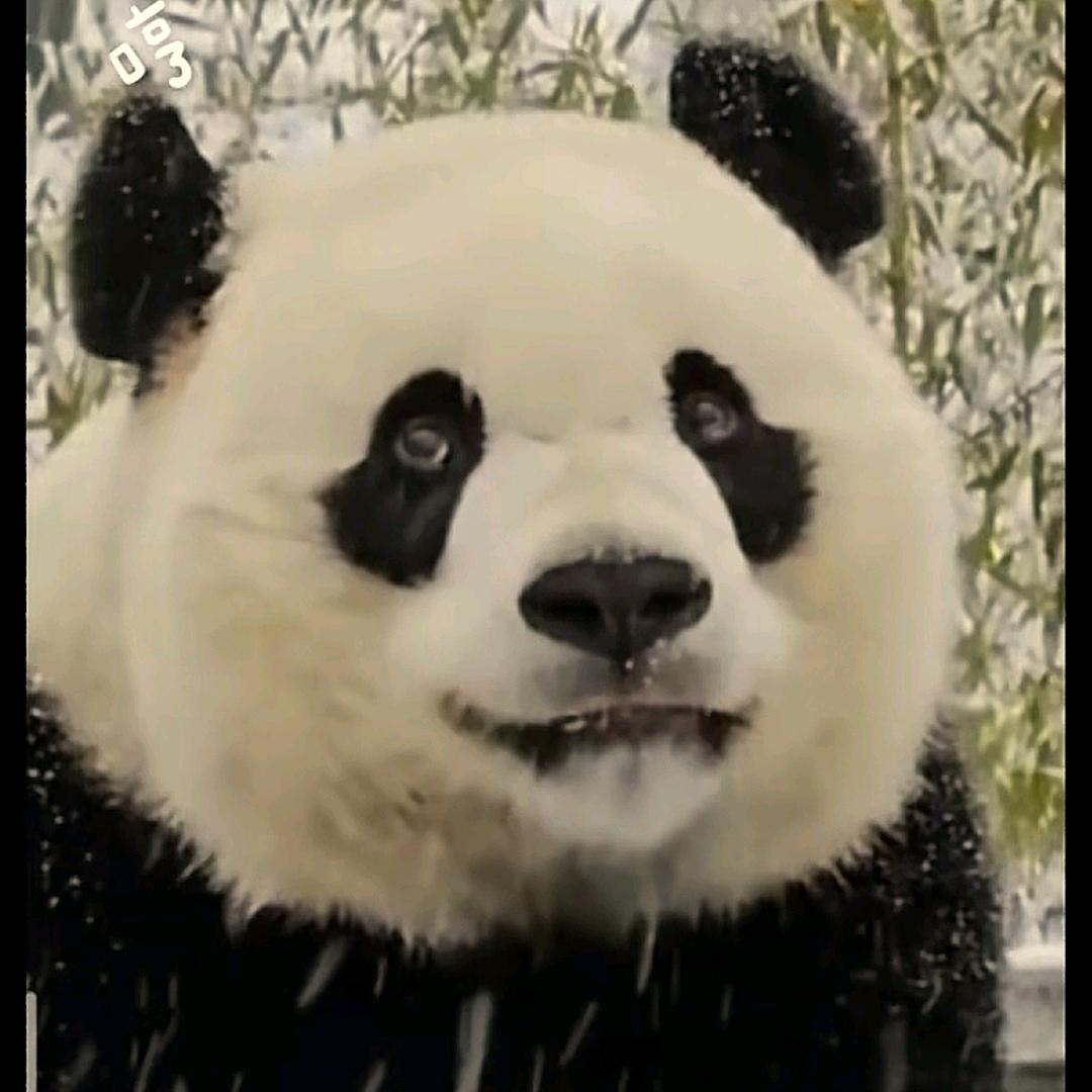 菩提树djy