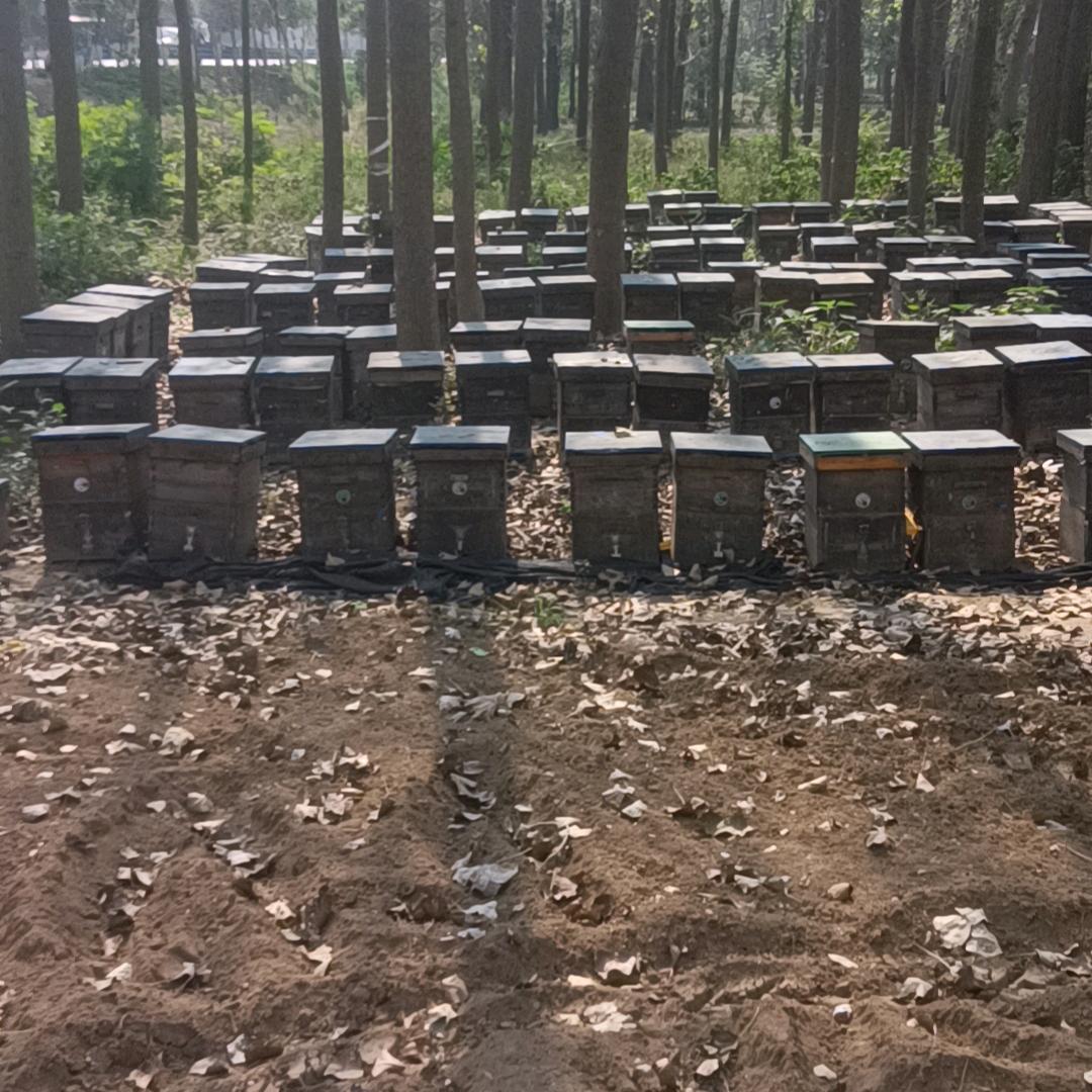 刘福林(养蜂人)