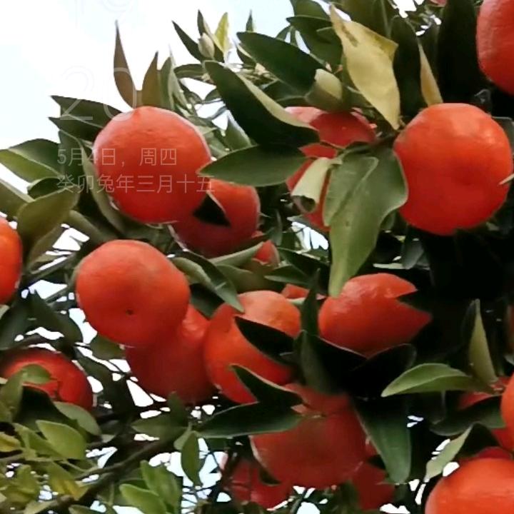 乞讨