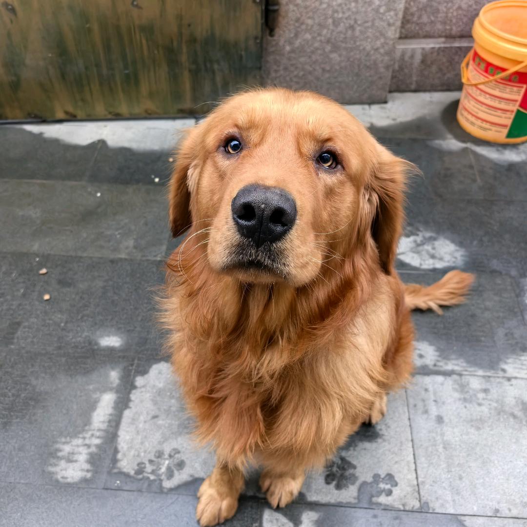 漂泊的球哥它爸