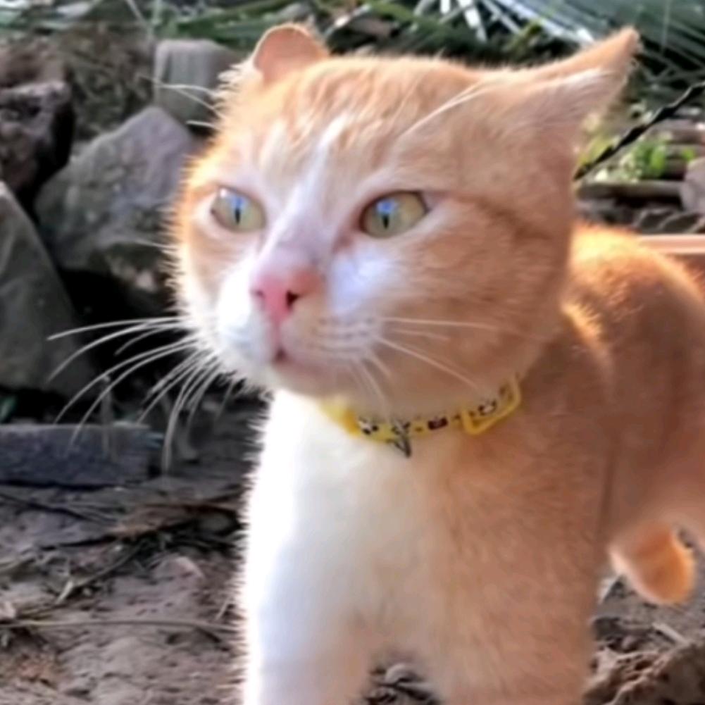 狡猾的农村人