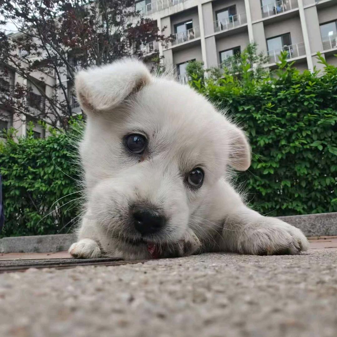 麦麦是只可爱的修🐶