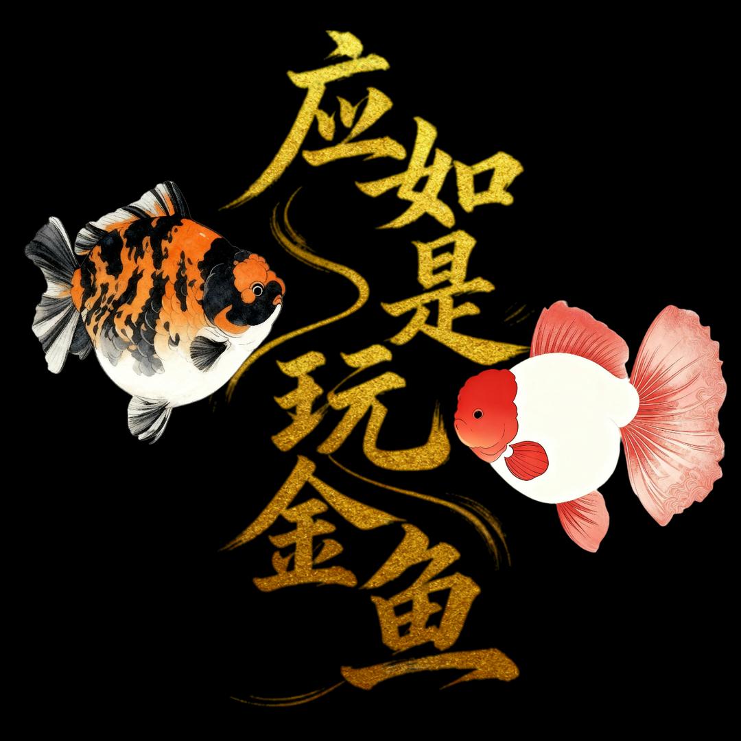 应如是玩金鱼泰狮兰寿