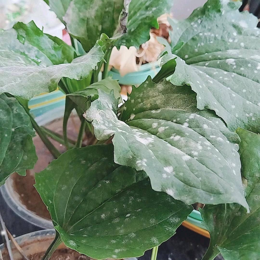 .自然小花讲民间土方。