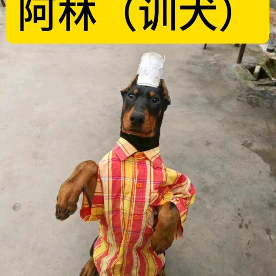 阿林(训犬)
