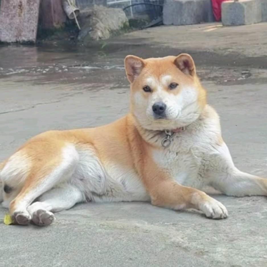 恩施来凤县田园犬繁殖基地