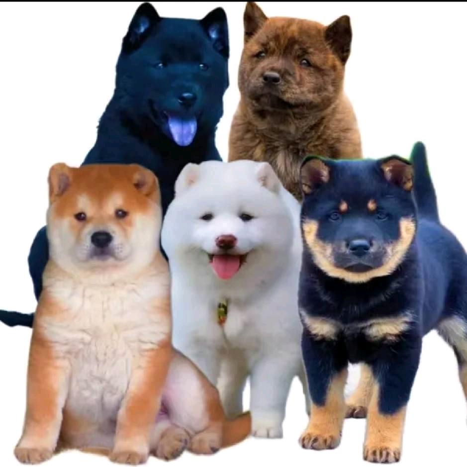 泉泉