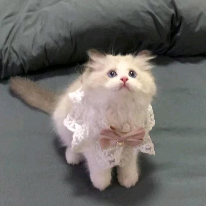 小公主嘟嘟（幼猫版）