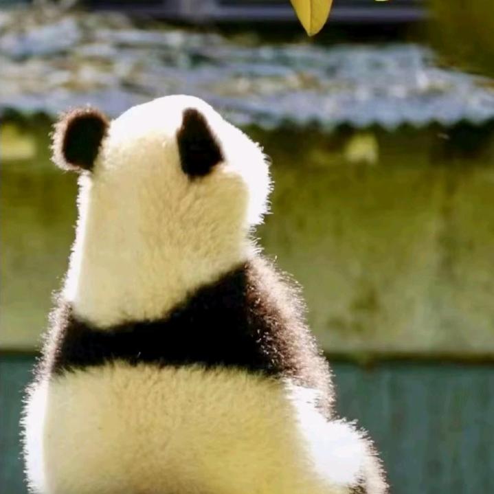 Mr.磊磊头像