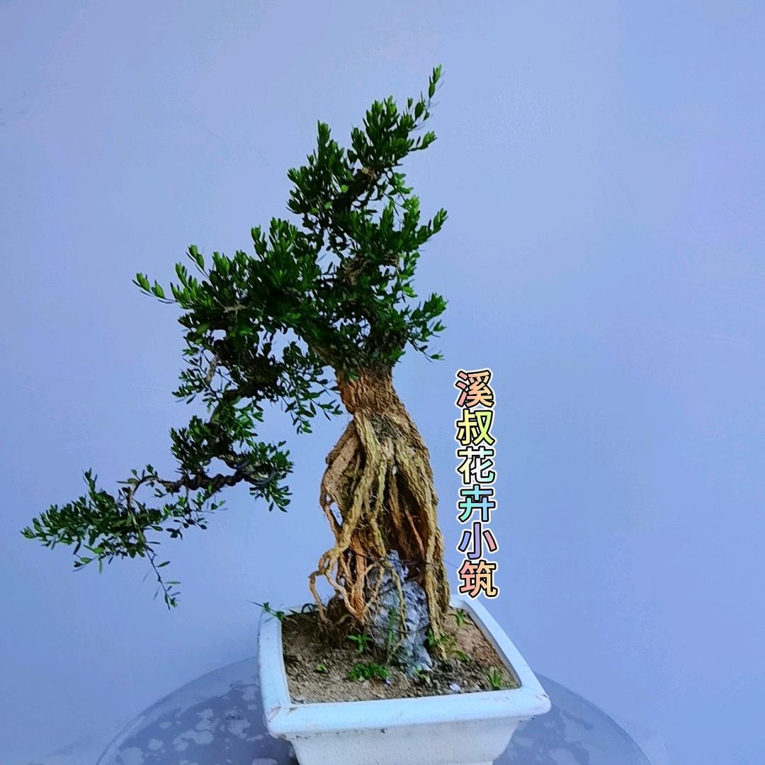 溪叔花卉小筑