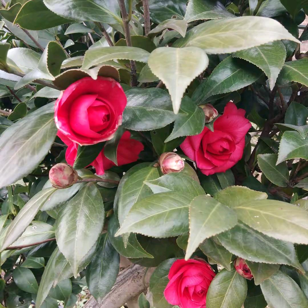 🌹心向❤️阳光❤️❤️