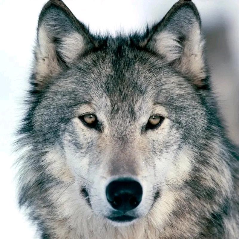 孤🐺
