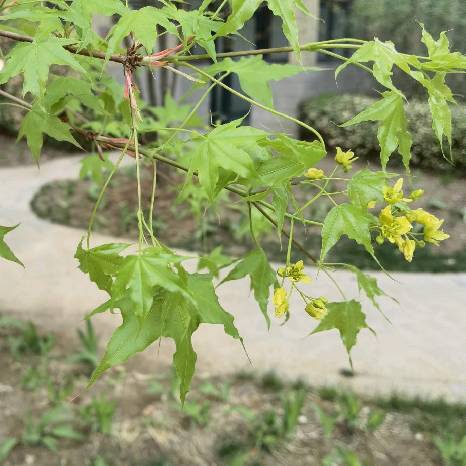 运动吧