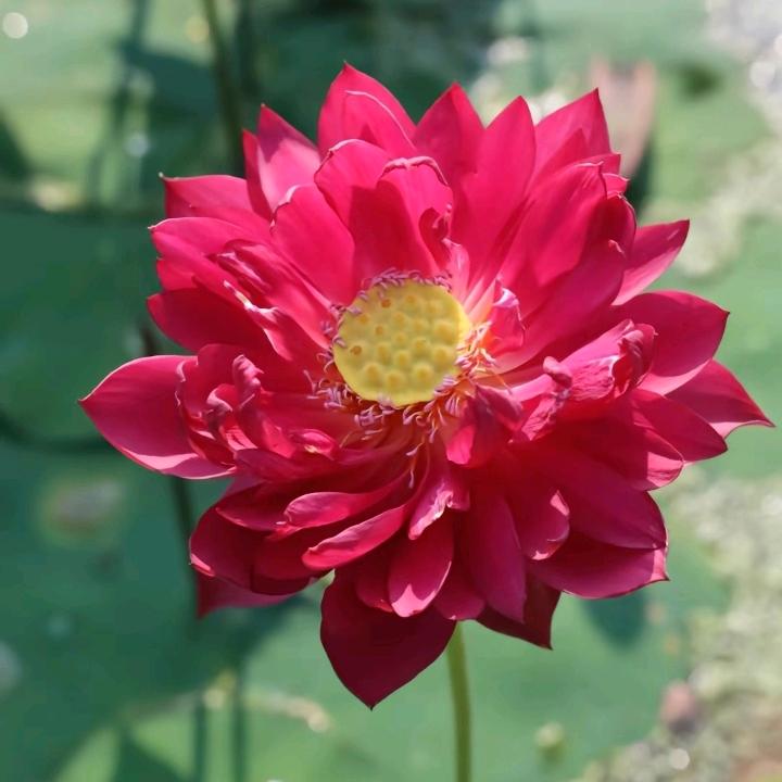 你是最亮的月亮