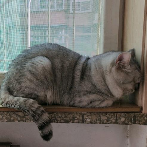 ✨偷走太阳的狗