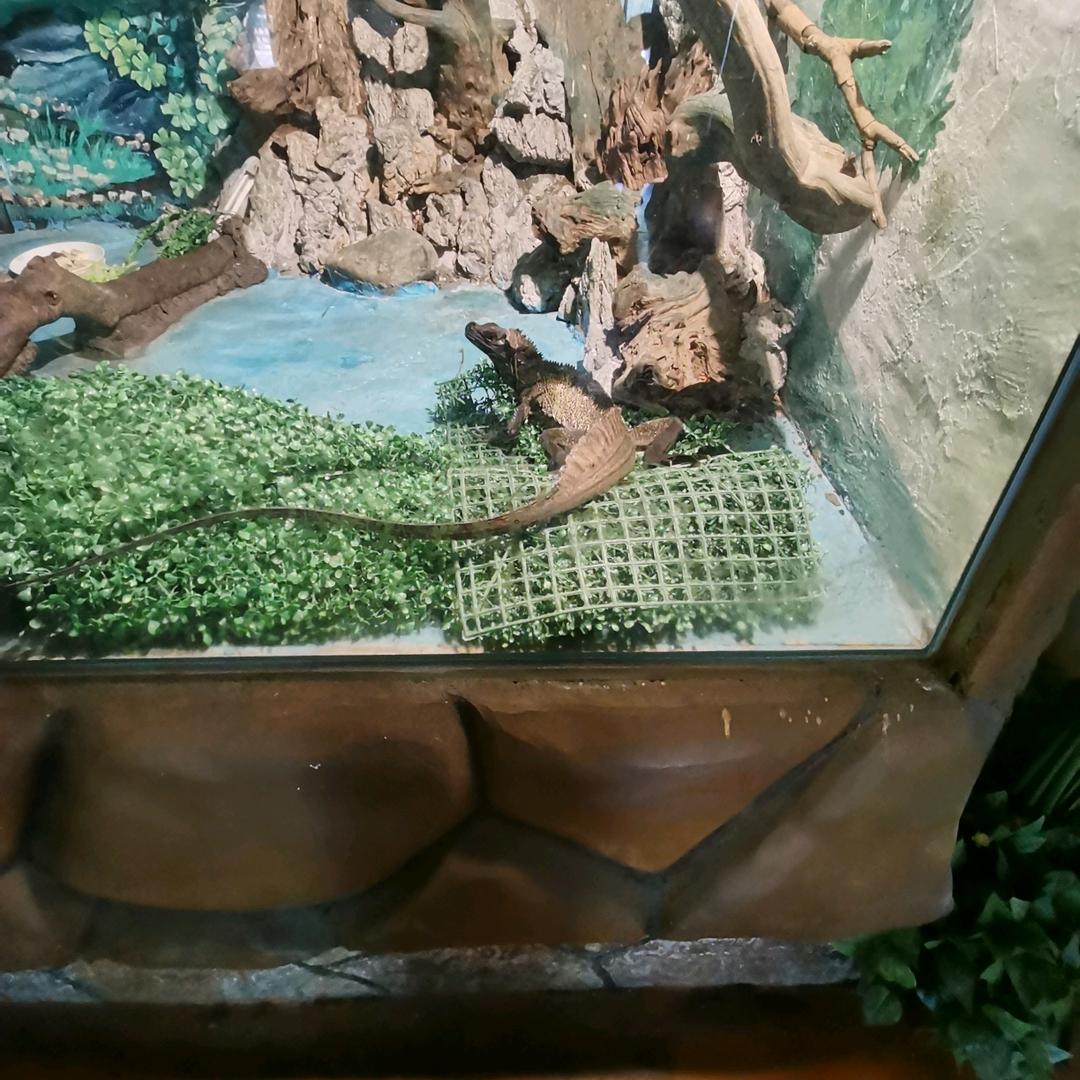 开心快乐的小🐷