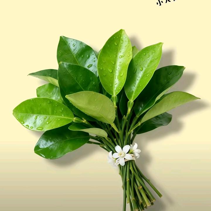 蓝桉🦜¹⁹¹⁵