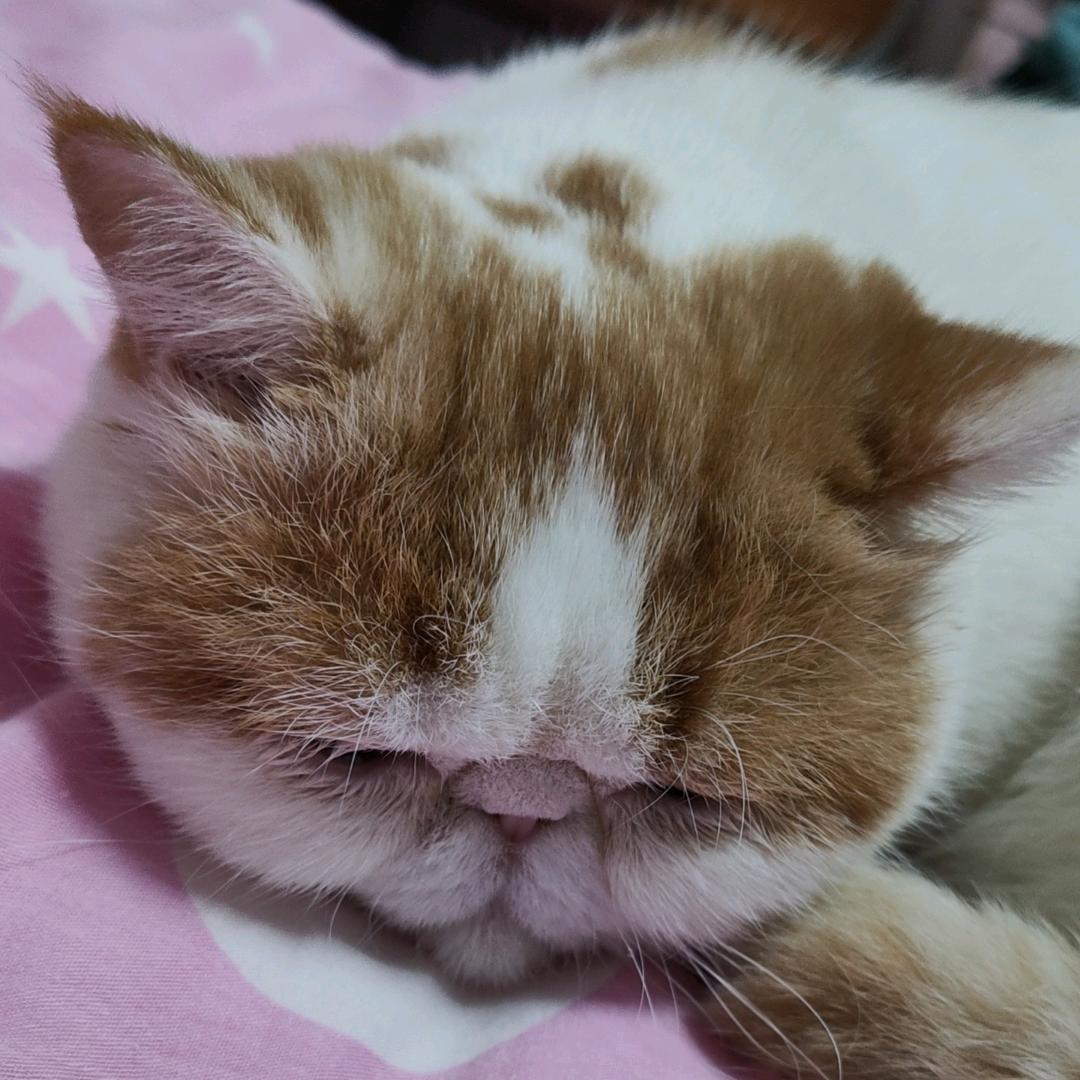 小猪丢