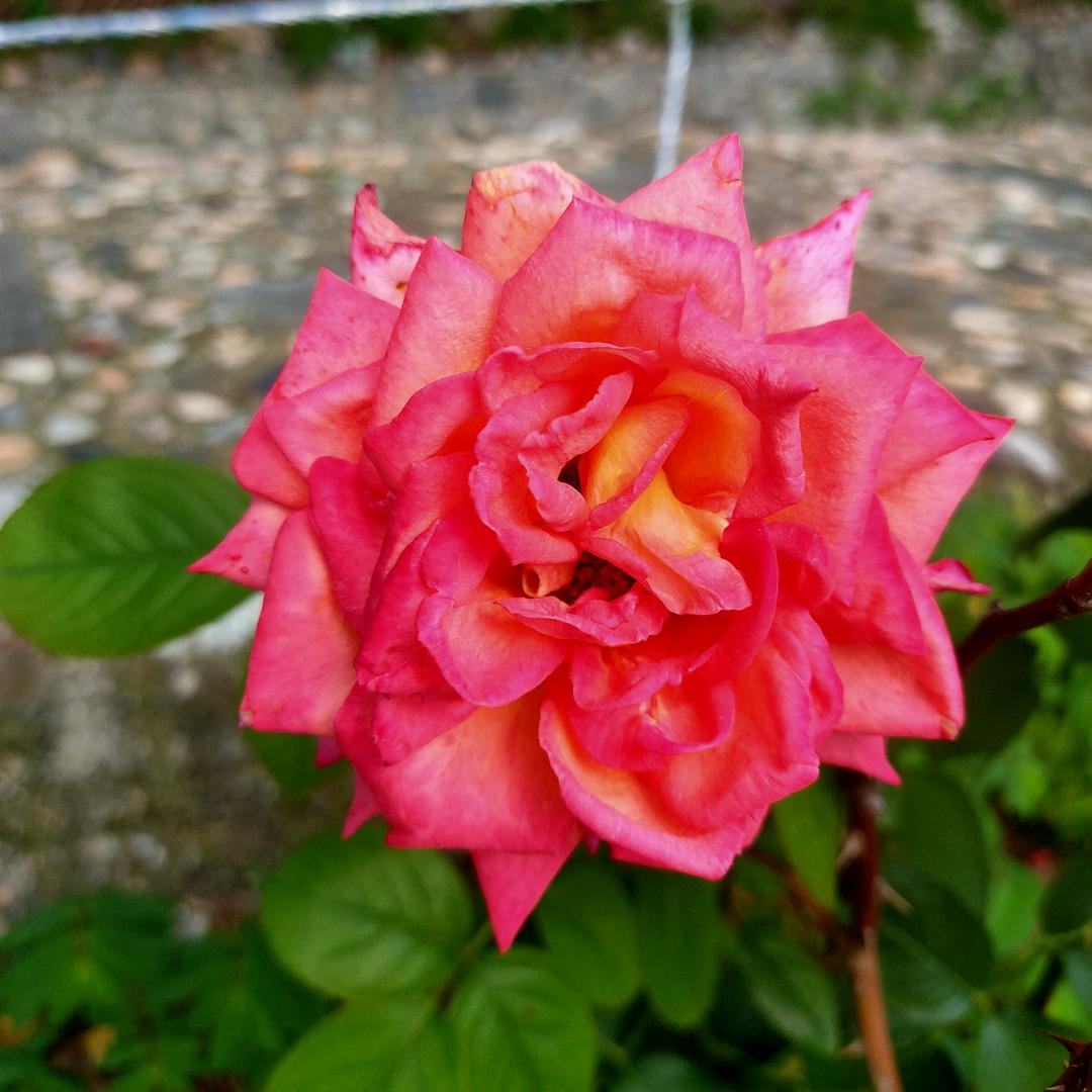 花开富贵.