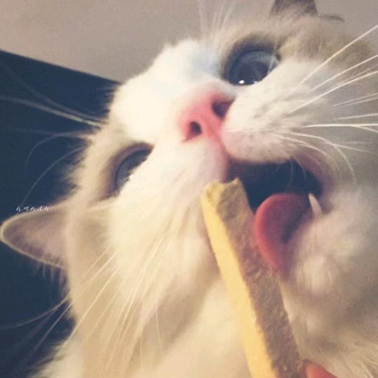呼噜呼噜