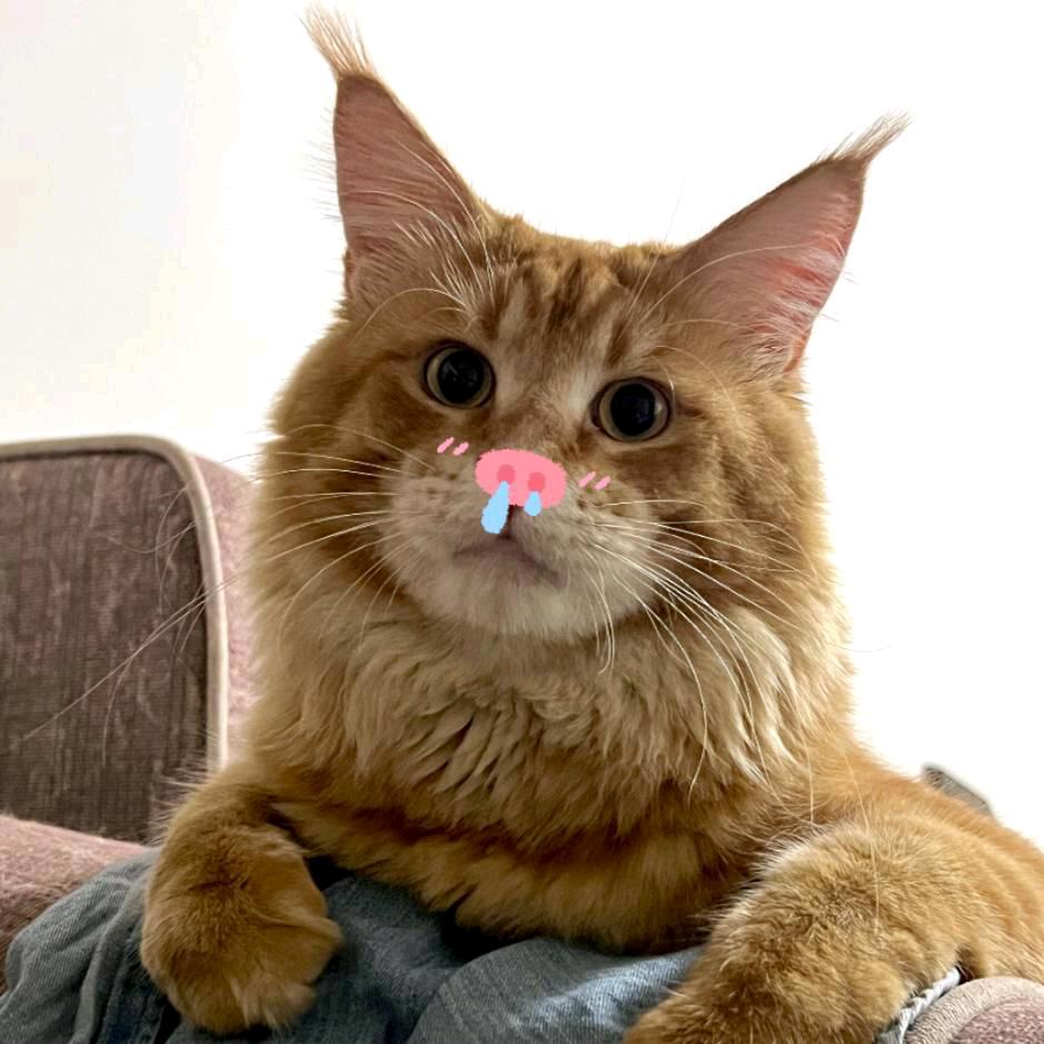 哈基羊🐑火箭燃料油（三角洲行动）