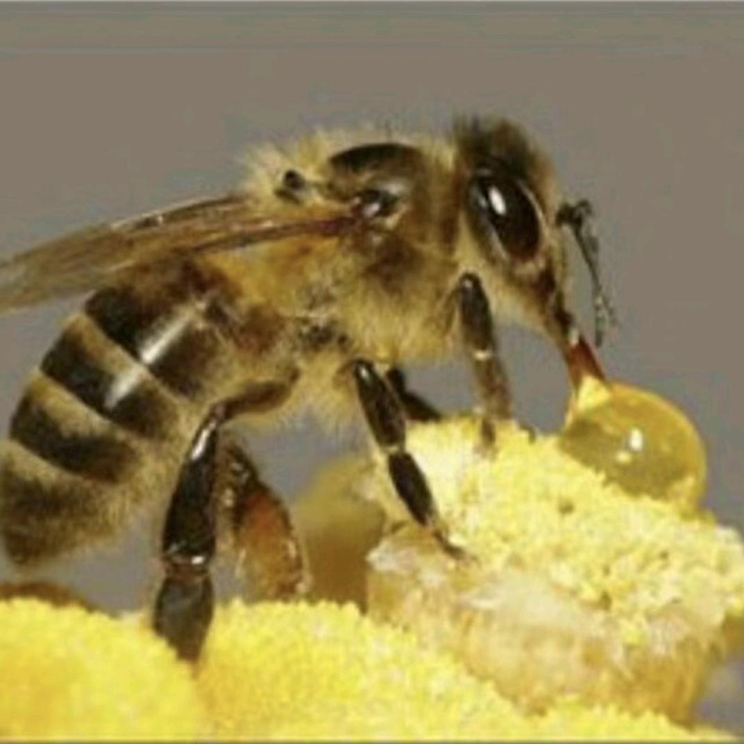 🐝香沟蜂业🐝