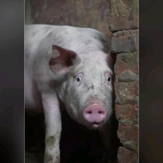 大哥，我本地的