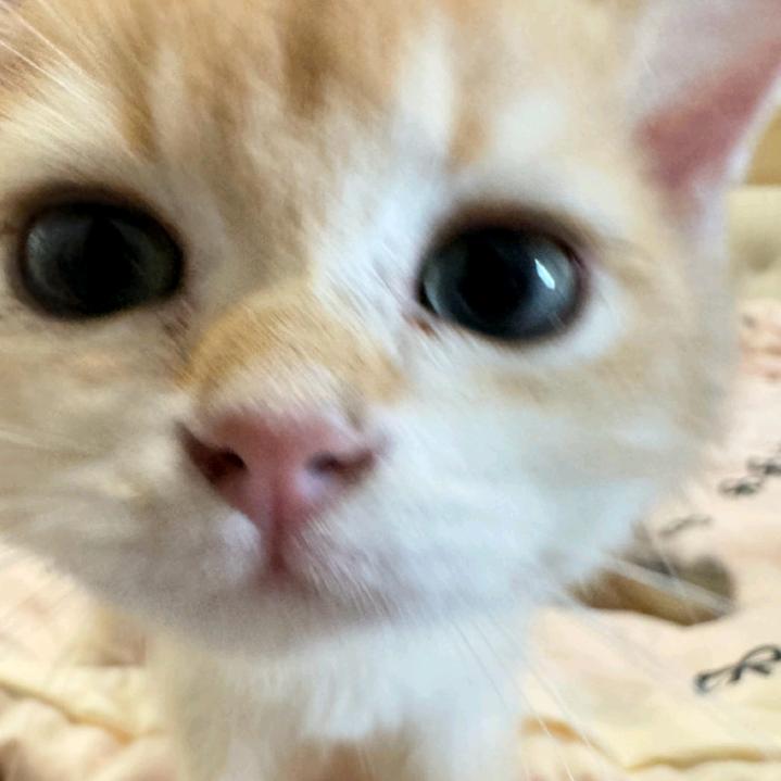 不会的