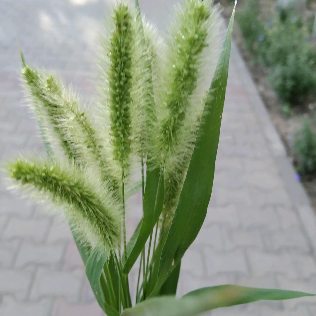 小花猫🐱