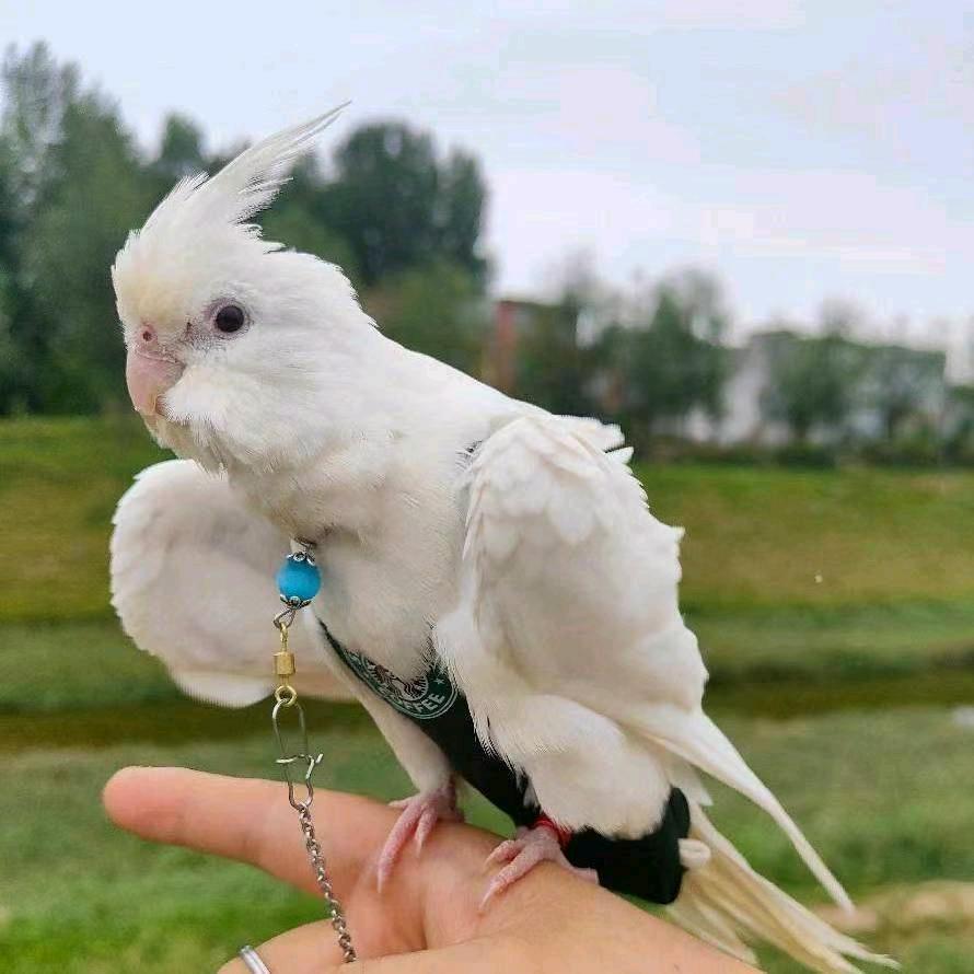 南阳小宇手养玄凤