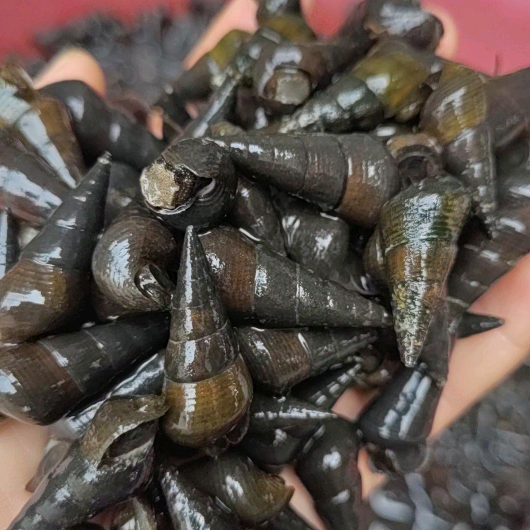 涵臣好物城